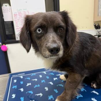 Owen -  Cardigan Welsh Corgi and Mixed Breed Dog for Adoption in Galveston, Texas - Owen | PetCurious