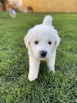Finn -  Great Pyrenees Dog for Adoption in Richmond, Virginia - Finn | PetCurious