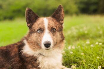 Kenny- Transport -  Corgi Dog for Adoption in Gradyville, Kentucky - Kenny- Transport | PetCurious