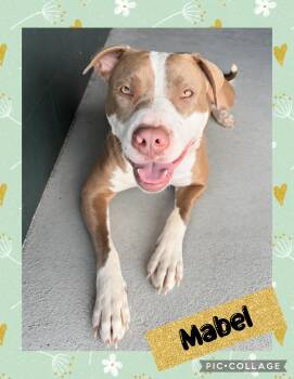 Mixed Breed Dogs Available for Adoption in Iron River, Michigan - Mabel | PetCurious