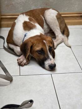 Arrow -  Treeing Walker Coonhound Dog for Adoption in Tulsa, Oklahoma - Arrow | PetCurious
