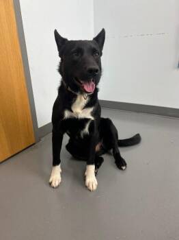 Rex -  Australian Shepherd and Mixed Breed Dog for Adoption in Roanoke, Virginia - Rex | PetCurious