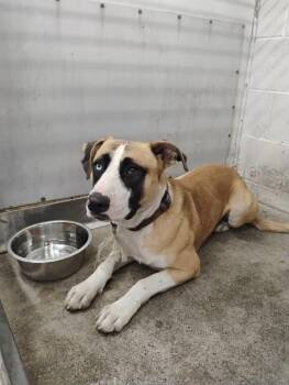A597839 -  Pit Bull Terrier and Mixed Breed Dog for Adoption in San Bernardino, California - A597839 | PetCurious