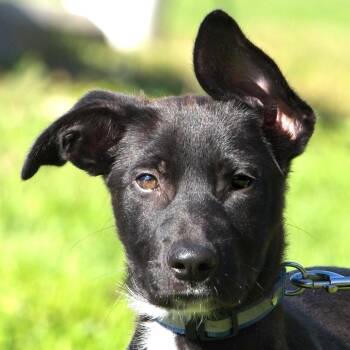 Quicksilver -  Black Labrador Retriever and Mixed Breed Dog for Adoption in South Elgin, Illinois - Quicksilver | PetCurious