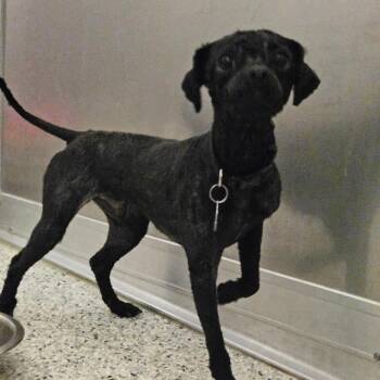 Poodle and Shih Tzu Dogs Available for Adoption - Jaxson | PetCurious