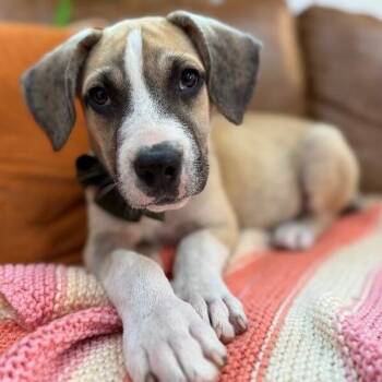 Labrador Retriever and Pit Bull Terrier Dogs Available for Adoption in Friendswood, Texas - Bruno Reed | PetCurious