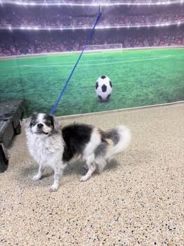 CALVIN -  Pekingese Dog for Adoption in Doral, Florida - CALVIN | PetCurious