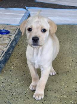 Chourio the Golden Retriever Mix Puppy -  Golden Retriever and Labrador Retriever Dog for Adoption in Muskego, Wisconsin - Chourio The Golden Retriever Mix Puppy | PetCurious