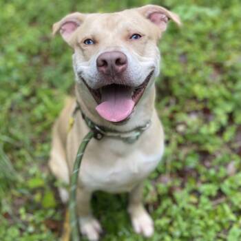 Pinocchio -  Labrador Retriever and Husky Dog for Adoption in Greensboro, North Carolina - Pinocchio | PetCurious