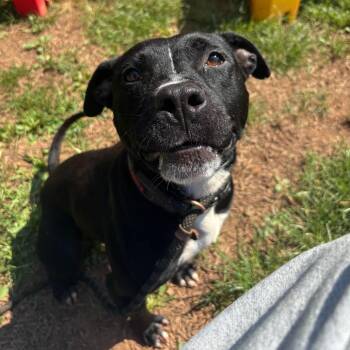 Maylen -  American Staffordshire Terrier Dog for Adoption in Lynchburg, Virginia - Maylen | PetCurious
