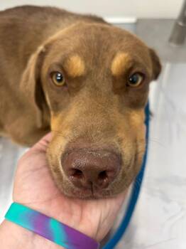 M&M -  Labrador Retriever Dog for Adoption in Hartsville, South Carolina - M&M | PetCurious