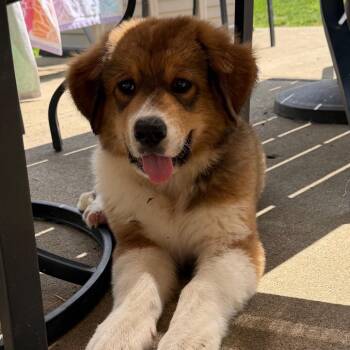 Alfie -  Bernese Mountain Dog and Great Pyrenees Dog for Adoption in Farmersville, Ohio - Alfie | PetCurious
