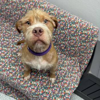Leo -  Terrier Dog for Adoption in Monticello, Iowa - Leo | PetCurious