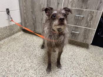 SNUGGLES PEPPER JALAPENO -  Cairn Terrier and Chihuahua Dog for Adoption in Colorado Springs, Colorado - SNUGGLES PEPPER JALAPENO | PetCurious