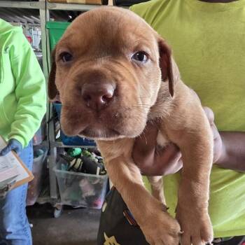 Mixed Breed Dogs Available for Adoption in Denison, Texas - Redd | PetCurious
