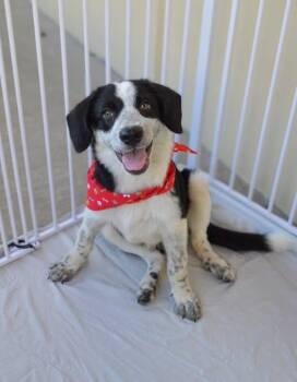 Pitter -  Mixed Breed Dog for Adoption in Mckinney, Texas - Pitter | PetCurious