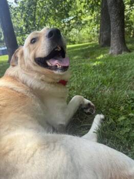 Rowdy -  Yellow Labrador Retriever and Labrador Retriever Dog for Adoption in Springfield, Missouri - Rowdy | PetCurious