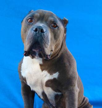 Staffordshire Bull Terrier Dogs Available for Adoption in Pasadena, California - JOE | PetCurious