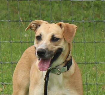 Black Mouth Cur and Mixed Breed Dogs Available for Adoption in Plain City, Ohio - Roxy | PetCurious