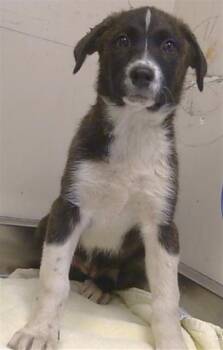 VAIL -  Anatolian Shepherd and Mixed Breed Dog for Adoption in Sacramento, California - VAIL | PetCurious