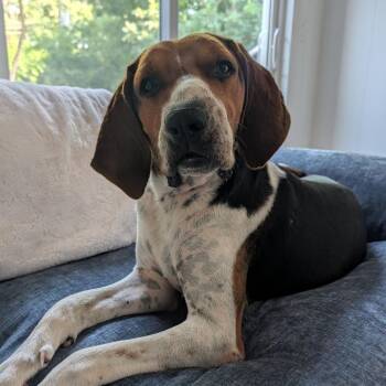 Koda -  Treeing Walker Coonhound and Mixed Breed Dog for Adoption in Buffalo, Minnesota - Koda | PetCurious