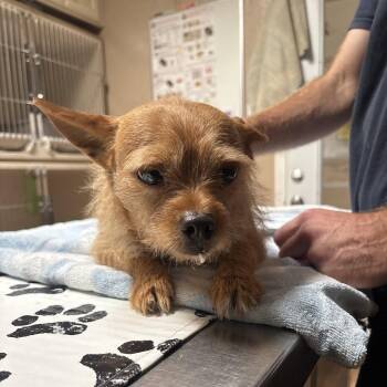 Chiky Man -  Terrier Dog for Adoption in Dallas, Texas - Chiky Man | PetCurious