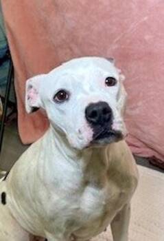 Swoon -  Boxer Dog for Adoption in Lafayette, Louisiana - Swoon | PetCurious