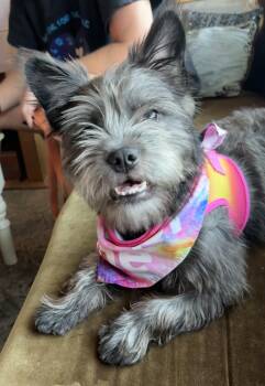 Luna -  Miniature Schnauzer and French Bulldog Dog for Adoption in Lantana, Florida - Luna | PetCurious
