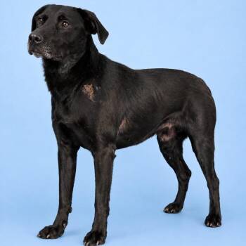 Lucky -  Black Labrador Retriever Dog for Adoption in Merritt Island, Florida - Lucky | PetCurious