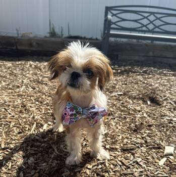 Shih Tzu Dogs Available for Adoption - Red | PetCurious