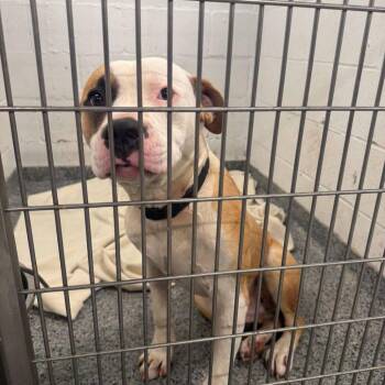 JAS-Stray-10772 -  Mixed Breed Dog for Adoption in Jeffersonville, Indiana - JAS-Stray-10772 | PetCurious