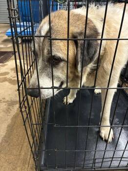 Barney -  Great Pyrenees Dog for Adoption in Mobile, Alabama - Barney | PetCurious