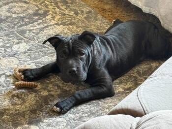 Darla Jane *foster or adopter needed by sept 21* -  Shar Pei Dog for Adoption in Minneapolis, Minnesota - Darla Jane *foster Or Adopter Needed By Sept 21* | PetCurious
