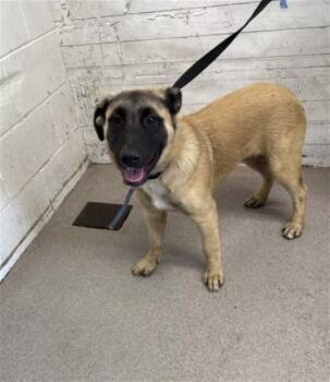 A597842 -  German Shepherd Dog Dog for Adoption in San Bernardino, California - A597842 | PetCurious