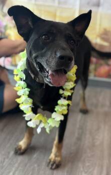 Baby Boy Arpi -  German Shepherd Dog Dog for Adoption in Houston, Texas - Baby Boy Arpi | PetCurious