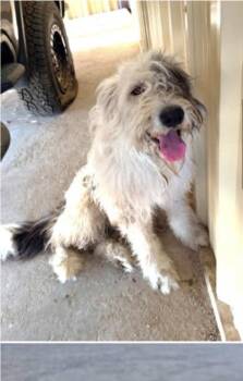 Shaggy -  Old English Sheepdog and Mixed Breed Dog for Adoption in Morton Grove, Illinois - Shaggy | PetCurious