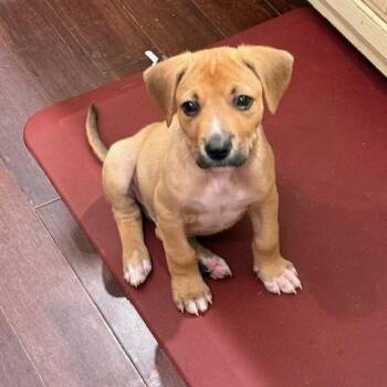 Labrador Retriever Dogs Available for Adoption in Plainfield, Illinois - Orion | PetCurious