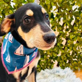 Lola -  Hound and Doberman Pinscher Dog for Adoption in Williamsburg, Ontario - Lola | PetCurious