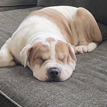 Shar Pei and Terrier Dogs Available for Adoption in Raleigh, North Carolina - Origami | PetCurious