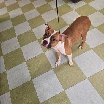 Hazoret -  Mixed Breed Dog for Adoption in Philadelphia, Pennsylvania - Hazoret | PetCurious
