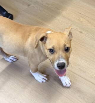 Keylime Colada -  Boxer Dog for Adoption in Raleigh, North Carolina - Keylime Colada | PetCurious