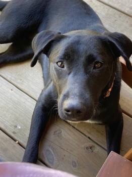 Rescue Labrador Retriever Dogs for Adoption in Dallas, Texas - Shadow GDP | PetCurious