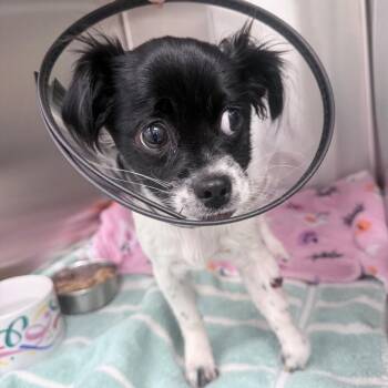 Ava -  Mixed Breed Dog for Adoption in Jupiter, Florida - Ava | PetCurious