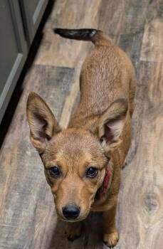 Rat Terrier and Miniature Pinscher Dogs Available for Adoption - Nikki | PetCurious