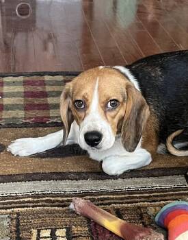 Rescue Beagle Dogs for Adoption in West Peoria, Illinois - Rosie | PetCurious