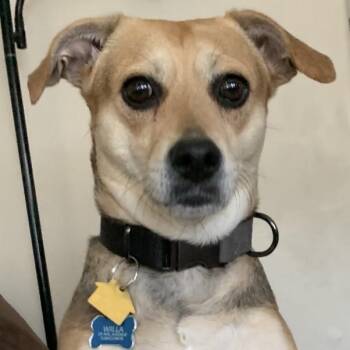 Rescue Beagle Dogs for Adoption in Albany, New York - Willa | PetCurious