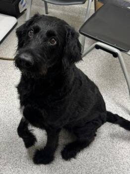 Oreo -  Labrador Retriever and Standard Poodle Dog for Adoption in Lancaster, Pennsylvania - Oreo | PetCurious