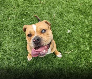 Rescue American Bulldog and English Bulldog Dogs for Adoption - Moose | PetCurious