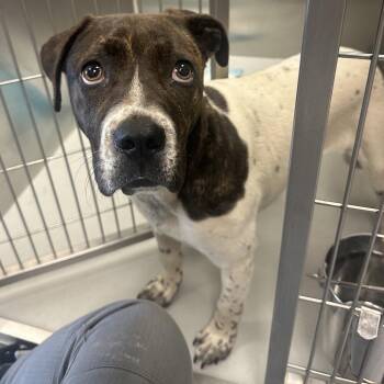 Pit Bull Terrier and Mixed Breed Dogs Available for Adoption in Concord, North Carolina - Nikki | PetCurious