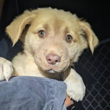 Meimei -  Mixed Breed Dog for Adoption in Park City, Utah - Meimei | PetCurious